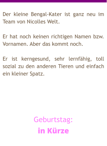 Der kleine Bengal-Kater ist ganz neu im Team von Nicolles Welt.  Er hat noch keinen richtigen Namen bzw. Vornamen. Aber das kommt noch.  Er ist kerngesund, sehr lernfähig, toll sozial zu den anderen Tieren und einfach ein kleiner Spatz.      Geburtstag: in Kürze