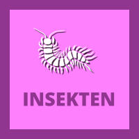 INSEKTEN