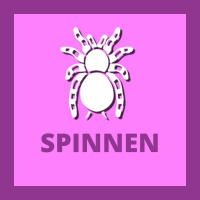 SPINNEN